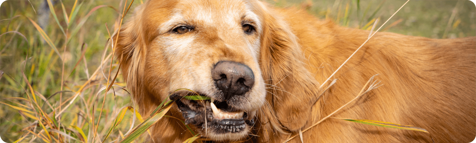 cat staring at camera