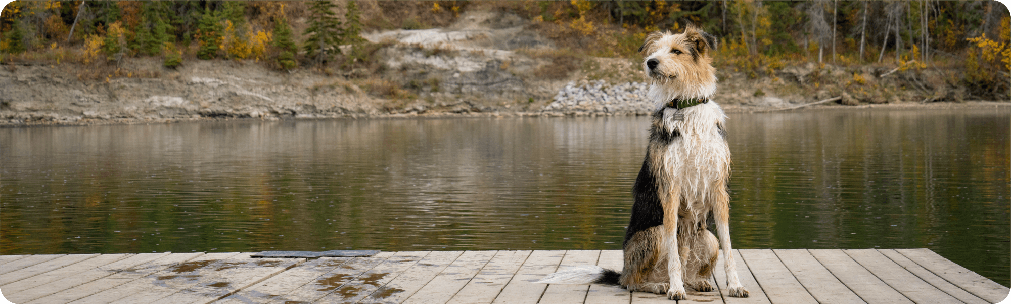 dog sitting on dock