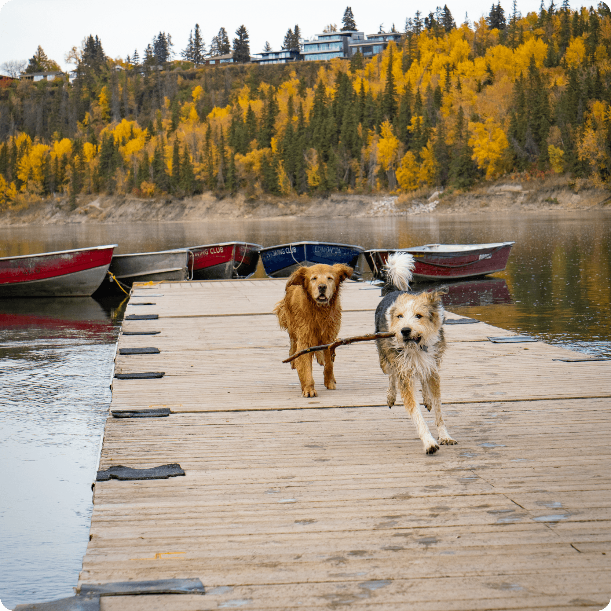 Cover Image for Why Spaying and Neutering Your Pets Matters: A Guide from Paws Veterinary Hospital in Edmonton