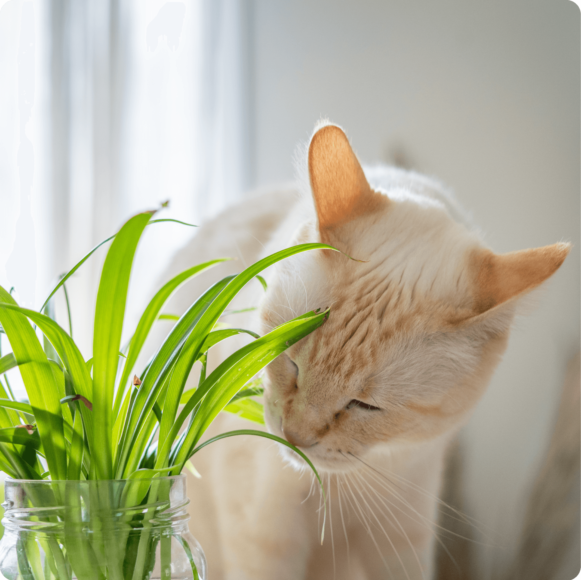 Cover Image for Common Pet Toxins in Edmonton: What Every Dog and Cat Owner Should Know