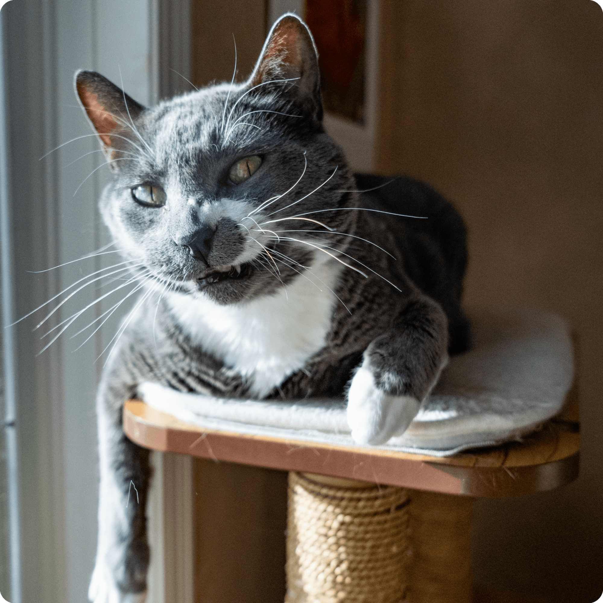 Cover Image for Weight Control for Pets in Edmonton: Why It Matters & How Paws Veterinary Hospital Can Help