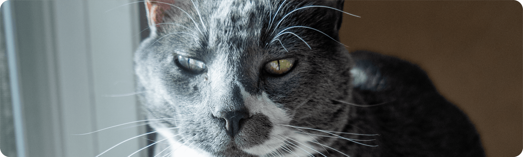 calm cat headshot