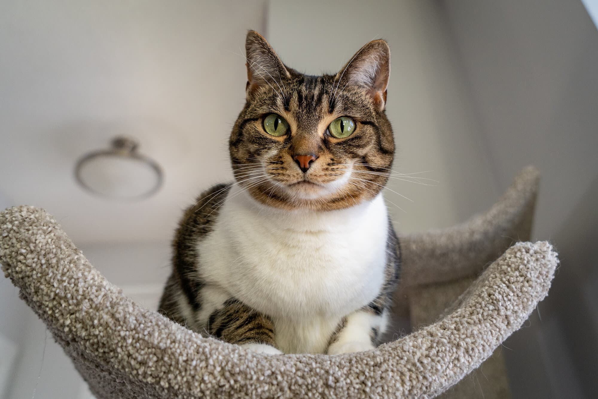 cat staring at camera